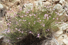 Dianthus orientalis