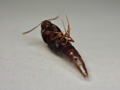 Sepedophilus pedicularius