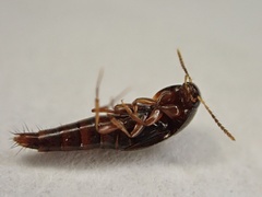 Sepedophilus pedicularius