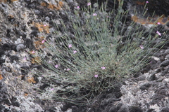 Dianthus orientalis