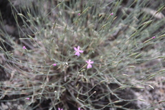 Dianthus orientalis