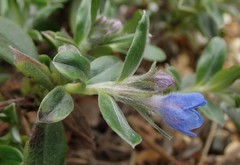 Glandora oleifolia