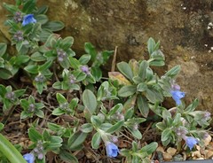 Glandora oleifolia