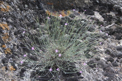 Dianthus orientalis