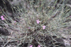 Dianthus orientalis