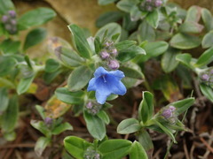 Glandora oleifolia