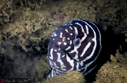 Zebra Moray