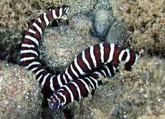 Zebra Moray photo 5