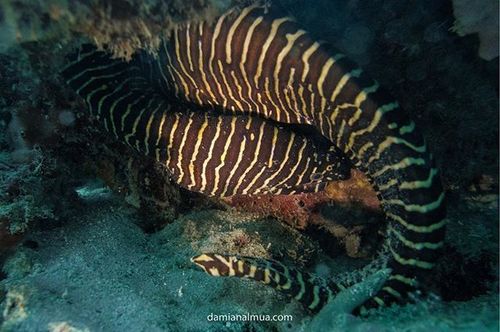 Zebra Moray
