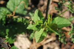 Prunus