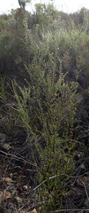 Erica newdigatei