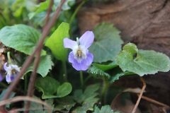 Viola reichenbachiana