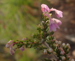 Erica newdigatei