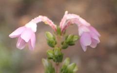 Erica newdigatei