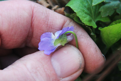 Viola reichenbachiana