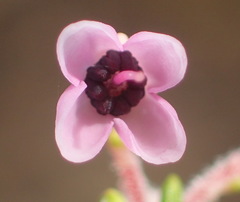 Erica newdigatei