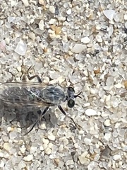 Laphystia litoralis