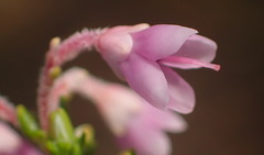 Erica newdigatei