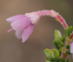 Erica newdigatei