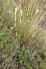 Dianthus lanceolatus