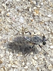 Laphystia litoralis