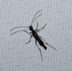 Strangalia acuminata