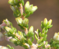 Erica newdigatei