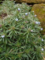 Lithodora zahnii