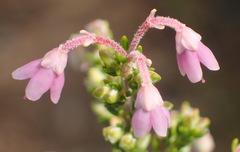 Erica newdigatei