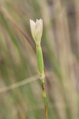 Dianthus lanceolatus