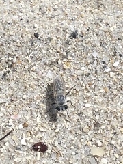 Laphystia litoralis