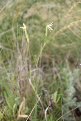 Dianthus lanceolatus