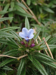 Lithodora zahnii