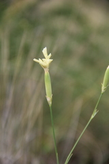 Dianthus lanceolatus