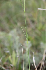 Dianthus lanceolatus