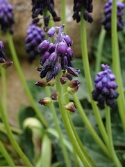 Muscari commutatum