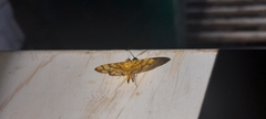 Pardomima callixantha
