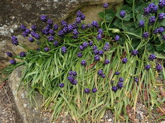 Muscari commutatum