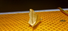 Chiasmia majestica