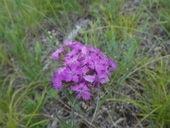 Dianthus pseudarmeria