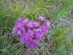 Dianthus pseudarmeria