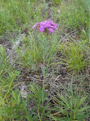 Dianthus pseudarmeria