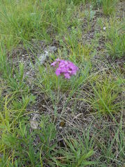 Dianthus pseudarmeria