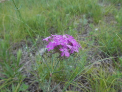 Dianthus pseudarmeria