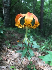 Lilium michauxii