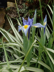 Iris tingitana