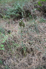 Dianthus pseudarmeria