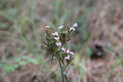 Dianthus pseudarmeria