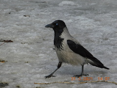 Corvus cornix