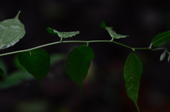 Dianyuea turbinata